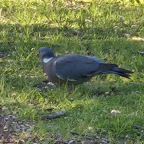 Common Wood-Pigeon