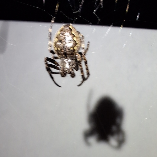 Walnut Orbweaver