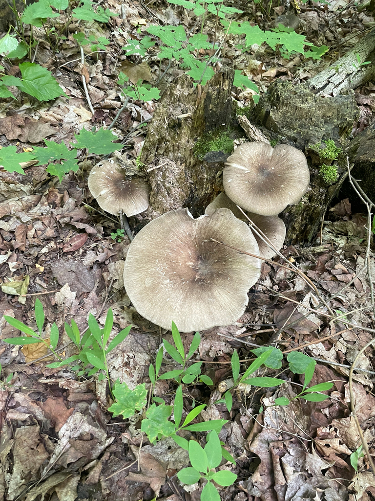 Eastern American Platterful Mushroom