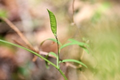 Vicia minutiflora