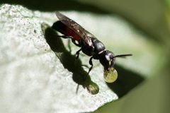 Hylaeus littleri