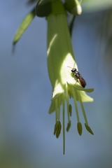 Hylaeus littleri
