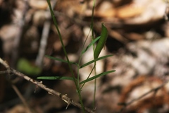 Vicia minutiflora