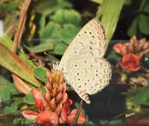 African Grass Blue