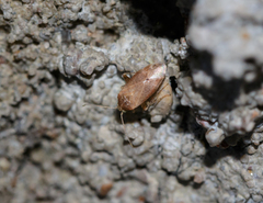 Hamatophylus guttulosus