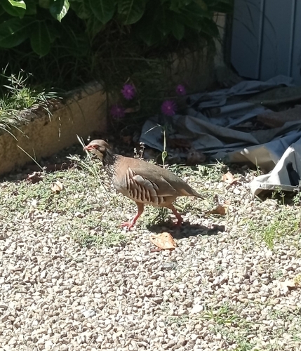 Red-legged Partridge