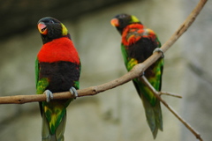 Sunset Lorikeet photo 3