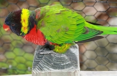 Sunset Lorikeet photo 4