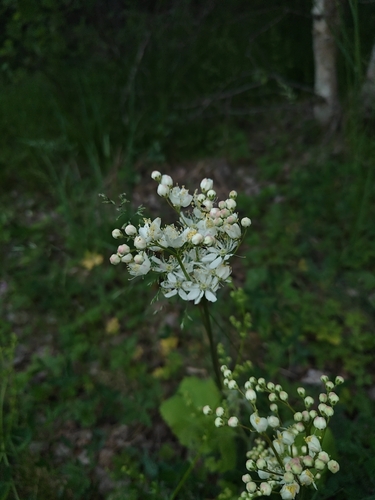 Dropwort