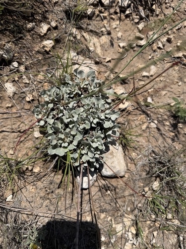 Tall Buckwheat