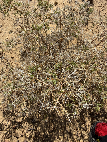 Spiny Greasebush