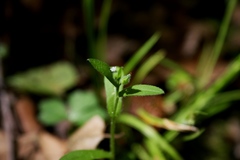 Myosotis verna