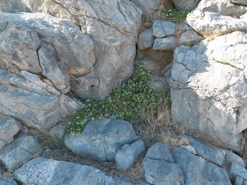 Origanum onites, photograph 2