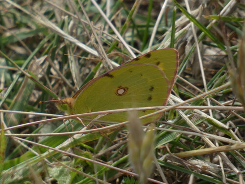 Clouded Yellow