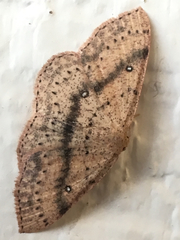 Cyclophora dataria