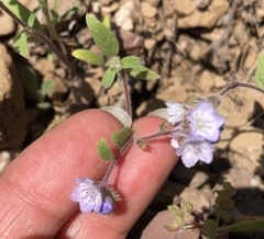 Phacelia divaricata