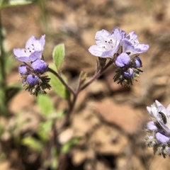 Phacelia divaricata