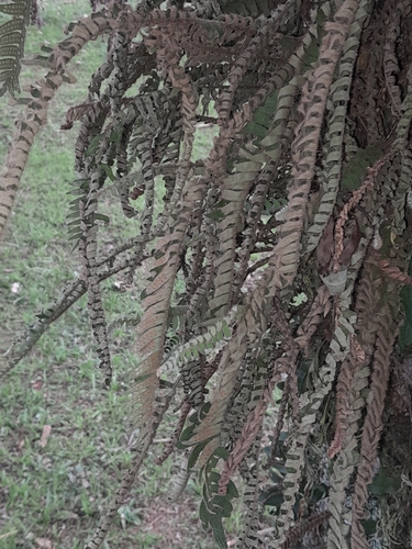 Pleopeltis hirsutissima