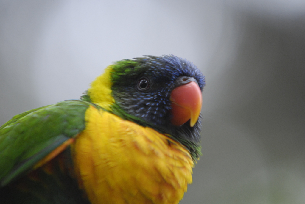 Marigold Lorikeet