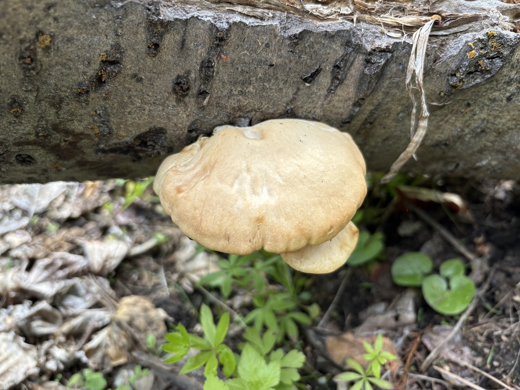 aspen oyster mushroom · June 2026 · photo: Photo: (c) sylbobaggins, some rights reserved (CC BY) · iNaturalist