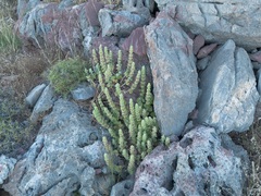 (c) Eleftherios Katsillis, some rights reserved (CC BY) Pseudodictamnus acetabulosus, photograph (c) Eleftherios Katsillis, some rights reserved (CC BY)