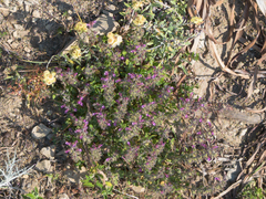 Teucrium divaricatum, photograph (c) Eleftherios Katsillis, some rights reserved (CC BY)