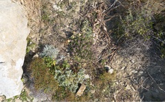 Teucrium divaricatum