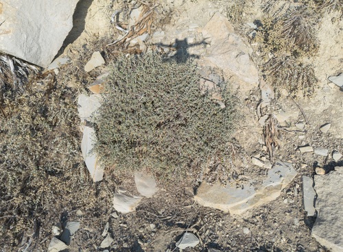 Anthyllis hermanniae, photograph 3