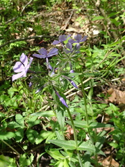 Phlox divaricata