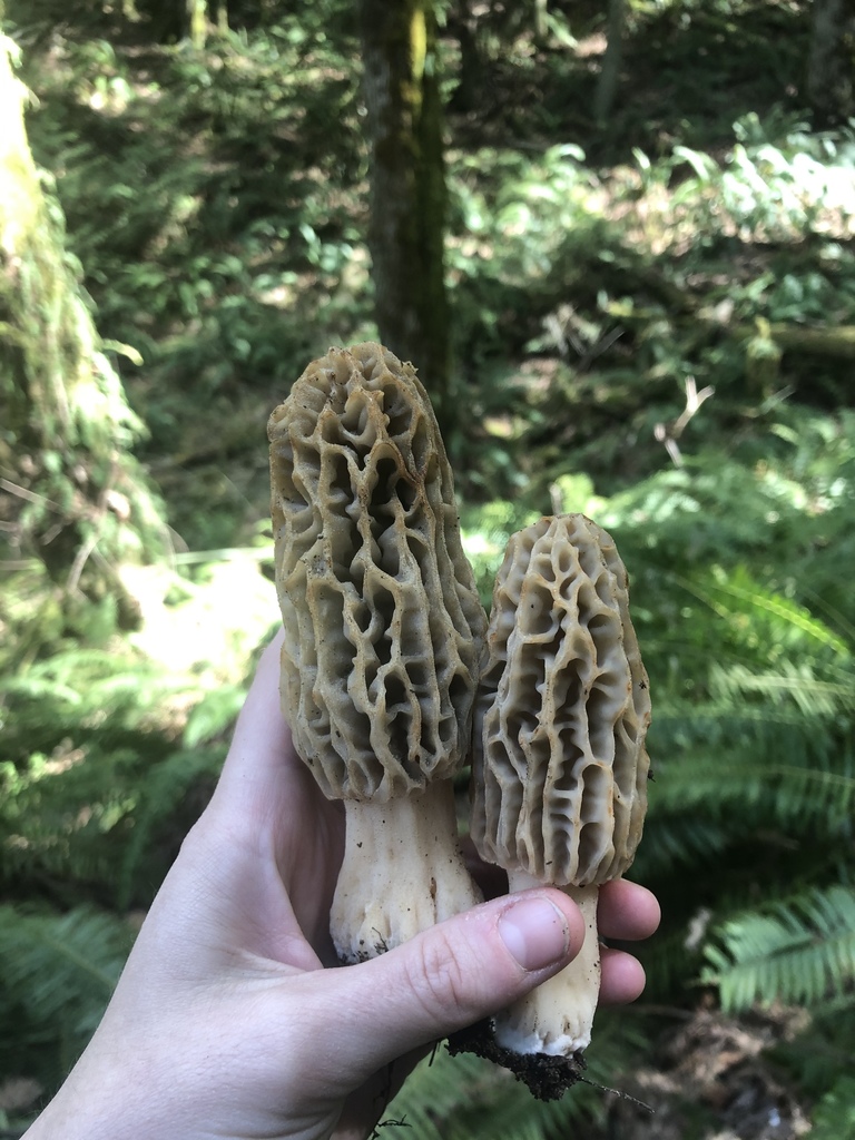 Black Morels from Olympia, WA, US on April 17, 2020 at 1255 PM by savannahr · iNaturalist