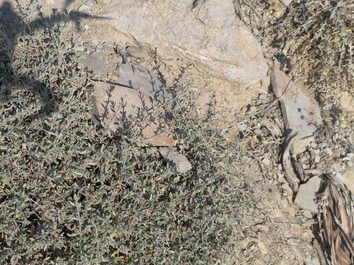 Anthyllis hermanniae