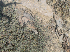 Anthyllis hermanniae