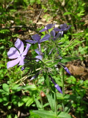 Phlox divaricata