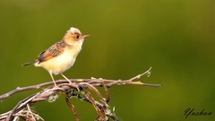 Cisticola exilis volitans