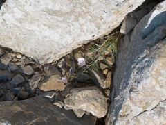Convolvulus oleifolius