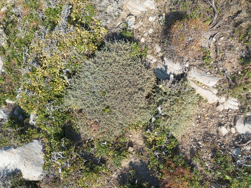 Anthyllis hermanniae, photograph 5