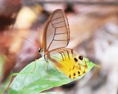 Haetera piera