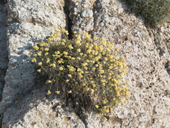 Helichrysum orientale, photograph (c) Eleftherios Katsillis, some rights reserved (CC BY)