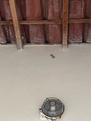 Moorish Gecko