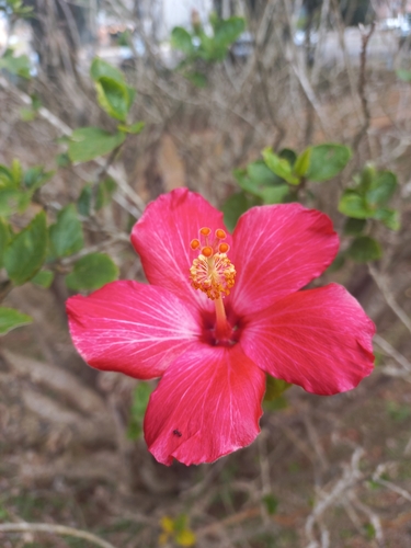 Tricolor Hibiscus