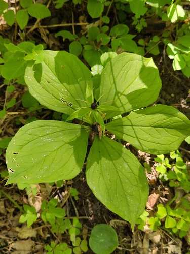 Herb Paris