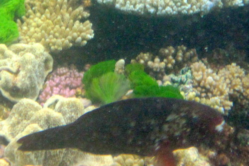 Greensnout Parrotfish