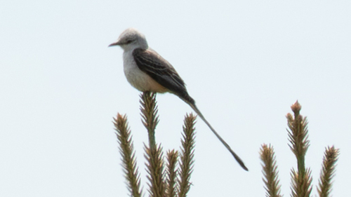 Scissor-tailed Flycatcher