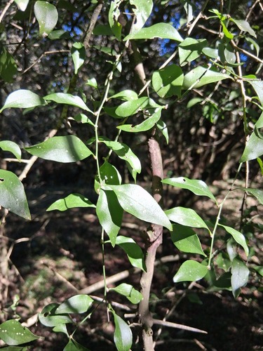 Schaefferia argentinensis