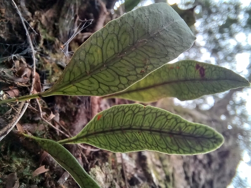 Microgramma squamulosa