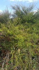 Kunzea tenuicaulis