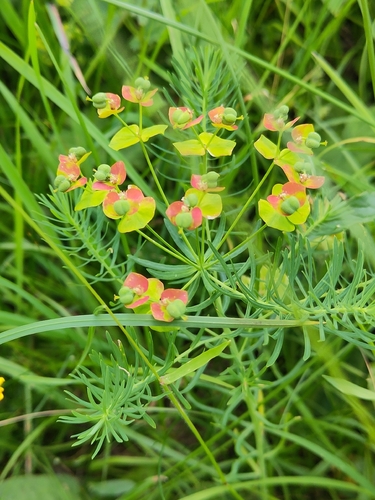 cypress spurge