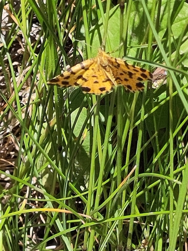 Speckled Yellow