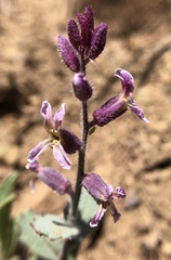 Streptanthus hispidus