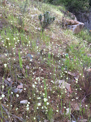 Hesperomecon linearis